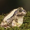 Horseshoe Forest Frog, Africa