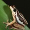 Reed Frog, Africa