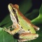 Pacific Tree Frog, Western USA