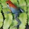 Granulated Poisn Arrow Frog, Rainforest