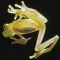 Glass Frog Showing The Internal Organs, Backlit, Costa Rica