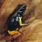 Bernhard's Mantella Frog, Madagscar