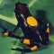 Bullseye Poison Arrow Frog, Dendrobates histrionicus