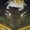 African Bullfrog Adult With Baby on Head