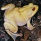 Albino Bull Frog, Rana catesbeian, Florida