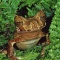 Rare Horned Marsupial Frog, Gastrotheca cornuta, Costa Rica