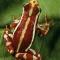 Phantasmal Poison Arrow Frog, Epipedobates tricolor