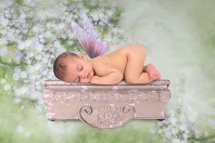 Baby Fairy Asleep on a Shelf
