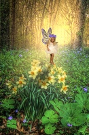 Taylor, Daffodil Fairy