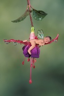 Hannah, Baby Fuchsia Fairy