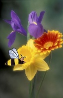 Lucian, Busy Little Bee