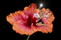 Brianne, The Wise Hibiscus Fairy