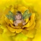 Hayden, Fairy in a Yellow Rose