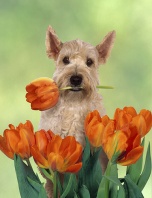Wheaten Terrier in Tulips