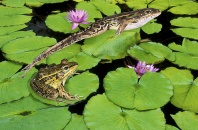 Leaping Leopard Frogs