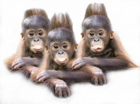 Baby Orangutan Triplets