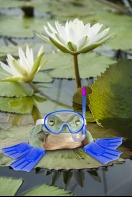Frog at The Lily Pond
