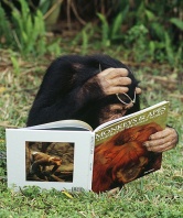 Chimpanzee Looking at a Primate Book