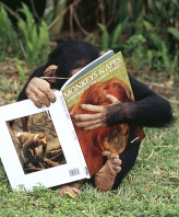 Chimpanzee Having a Close Up Look at His Primate Book