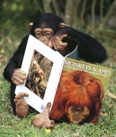 Chimpanzee Pointing at His Favorite Picture in a Primate Book