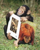 Chimpanzee Having a Good Laugh After Looking at His Primate Book