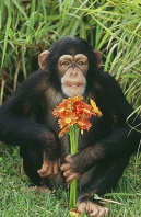Chimpanzee Holding a Bouquet of Flowers