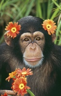 Chimpanzee Wearing Flowers on His Head