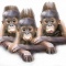 Baby Orangutan Triplets