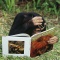 Chimpanzee Looking at a Primate Book