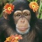 Chimpanzee Wearing Flowers on His Head