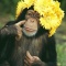 Chimpanzee Wearing a Yellow Flower Bonnet