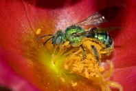 Metalic Green Bee Collecting Pollen