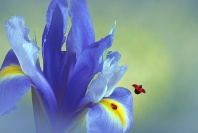 Lady Bugs and Purple Iris