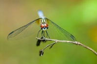 Dragonfly With Big Red Eyes, Florida