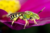 Metalic Green Bee