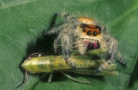Jumping Spider Feasting on a Grasshopper