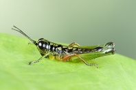 Grasshopper, Costa Rica