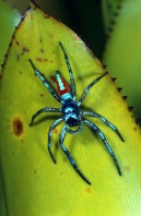 Jumping Spider, Peru