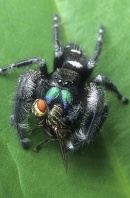 Jumping Spider Munching on a Fly