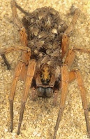 Female Wolf Spider Carrying Babies on Her Back, Florida