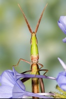 Longheaded Toothpick Grasshopper, Florida