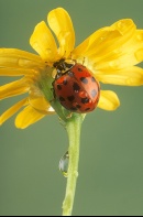 Lady Bug and Raindrops on a Yellow Flower