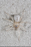 Wolf Spider Camouflaged in The Sand, Florida