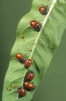 Ladybugs Feeding on Aphids