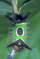 Saddleback Caterpillar, Venomous, Florida