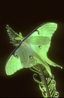 Luna Moth, Florida