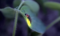 Lightning Bug, Lafayette, Indiana