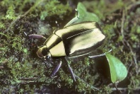 Golden Beetle, Plusiotis resplendens, Rainforest Ecuador