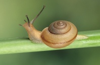 Snail, Florida
