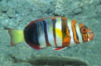 Harlequin Tusk Fish, Indo-Pacific
